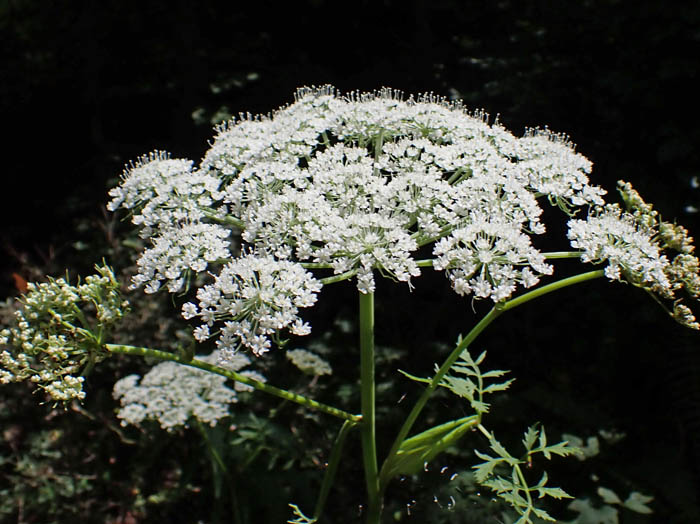 photoヒュウガセンキュウ