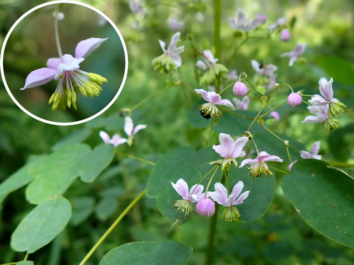 photo15シキンカラマツ