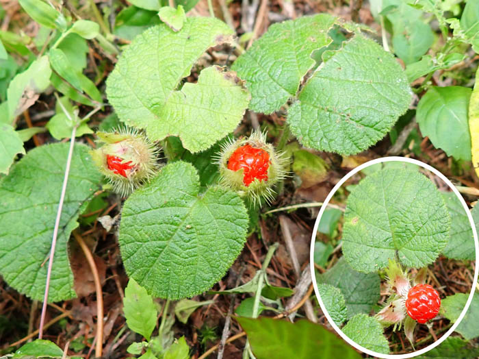 photo2コバノフユイチゴ実