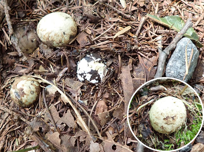 photo3卵のようなキノコがいっぱい