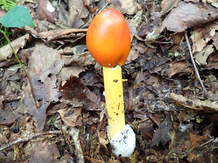 photo4タマゴタケ