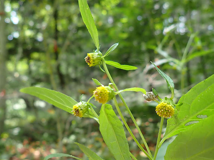 photo6ホソバガンクビソウ