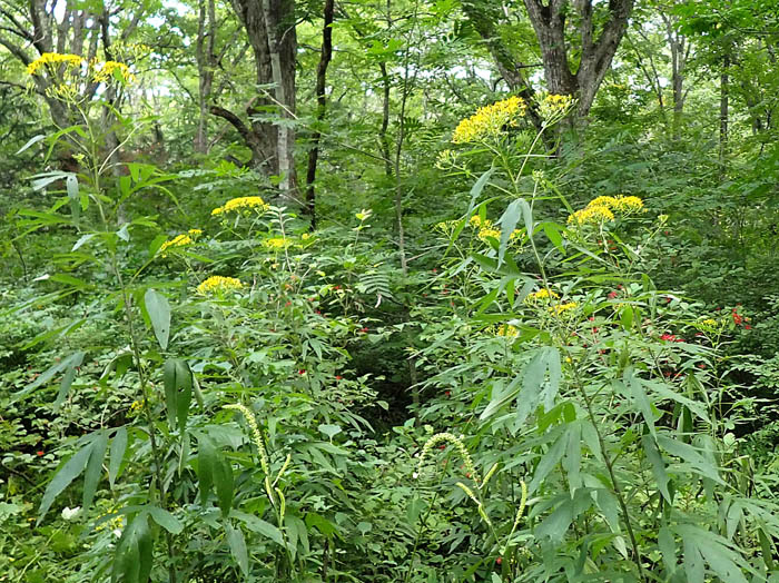 photoハンゴンソウ