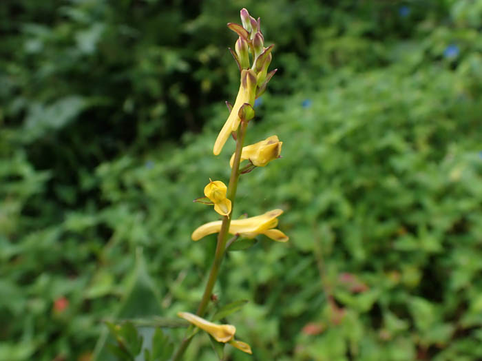 photoナガミノツルケマン