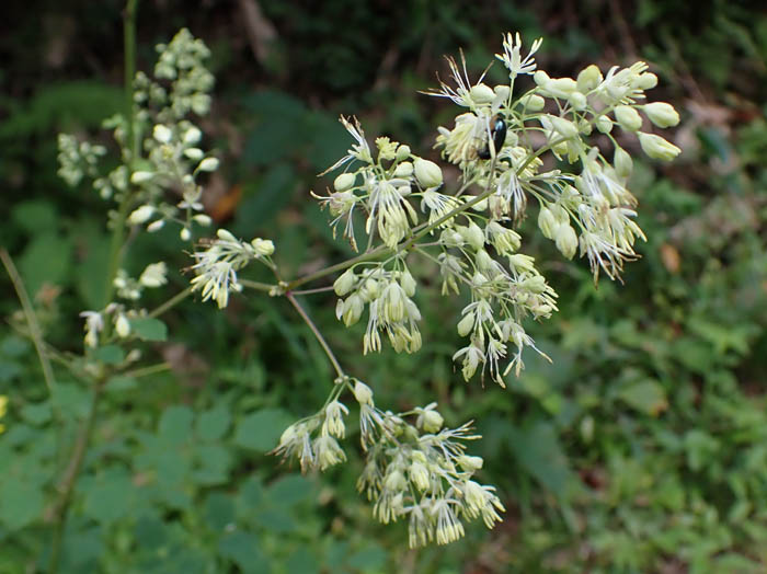 photoアキカラマツ