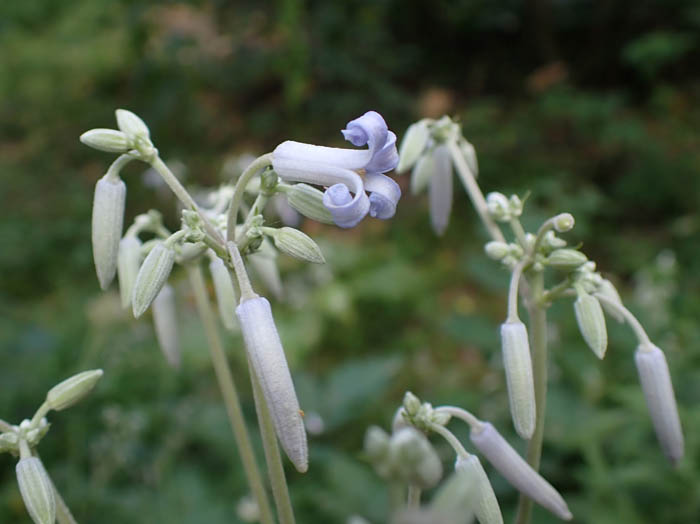 photoクサボタン