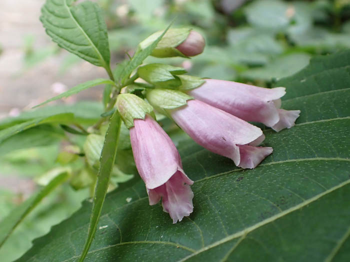 photoジャコウソウ