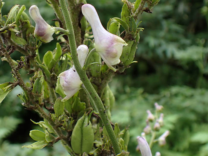 photoアズマレイジンソウ