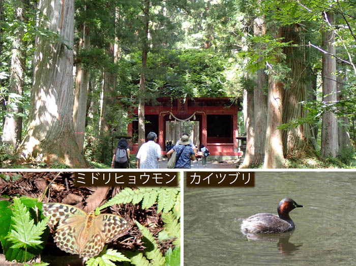 photo10ミドリヒョウモン,カイツブリ