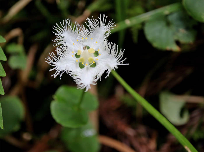 photo11オオシラヒゲソウ