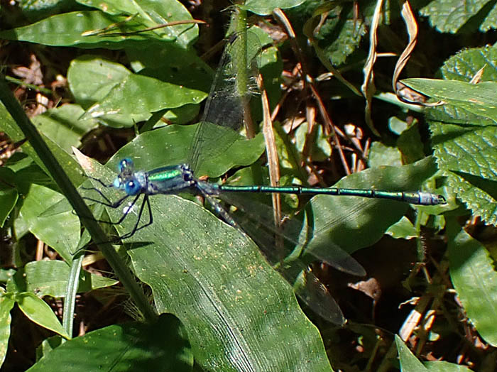 photo12アオイトトンボ