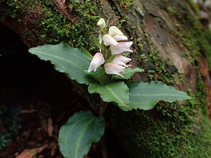 photoアケボノシュスラン