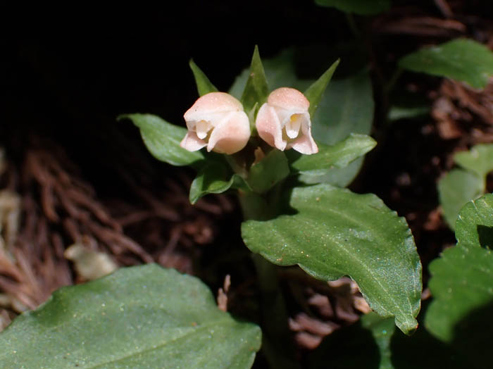 photoアケボノシュスラン