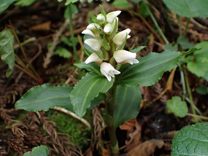 photoアケボノシュスラン