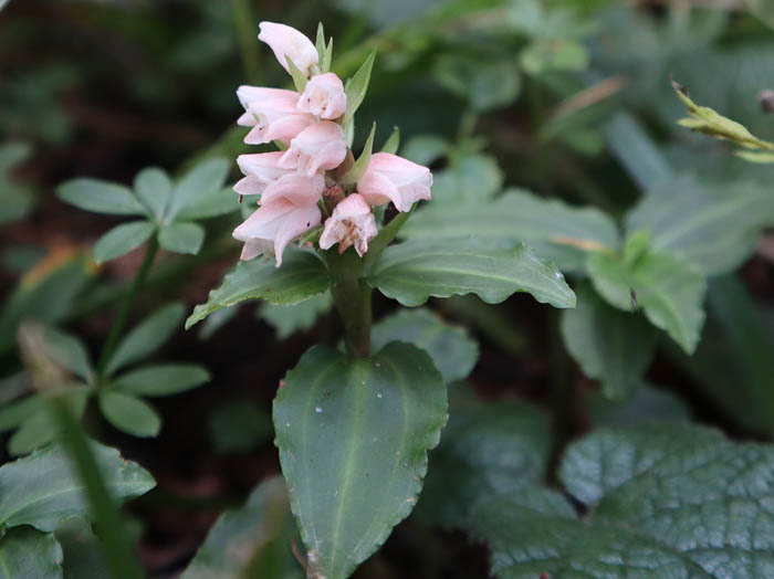 photoアケボノシュスラン