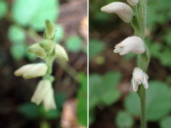 photo14ミヤマウズラ