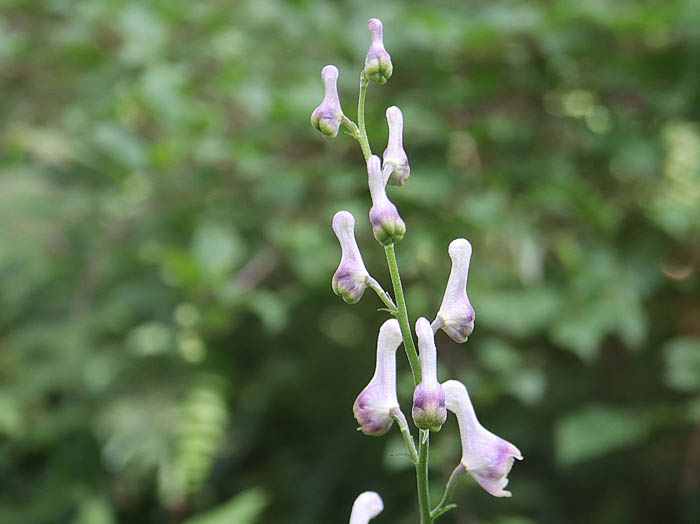 photoアズマレイジンソウ