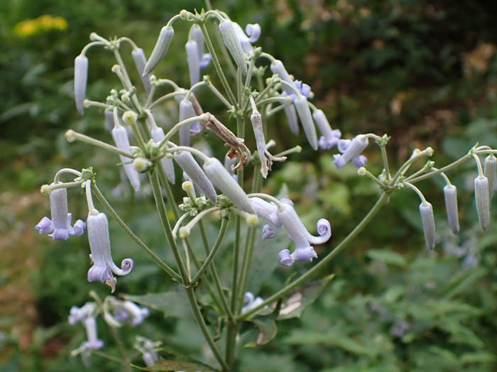 photoクサボタン