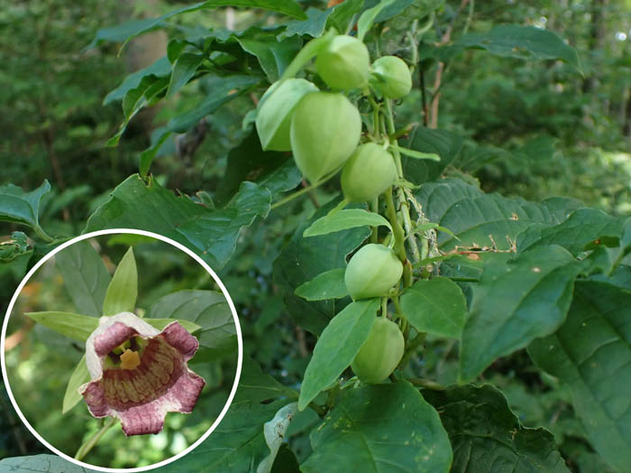 photoツルニンジン