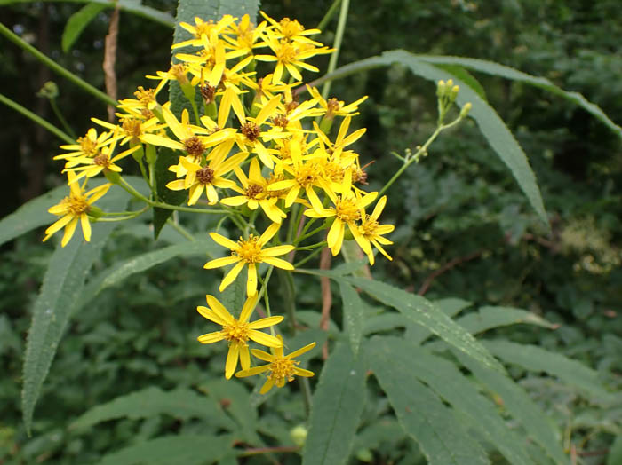 photoハンゴンソウ