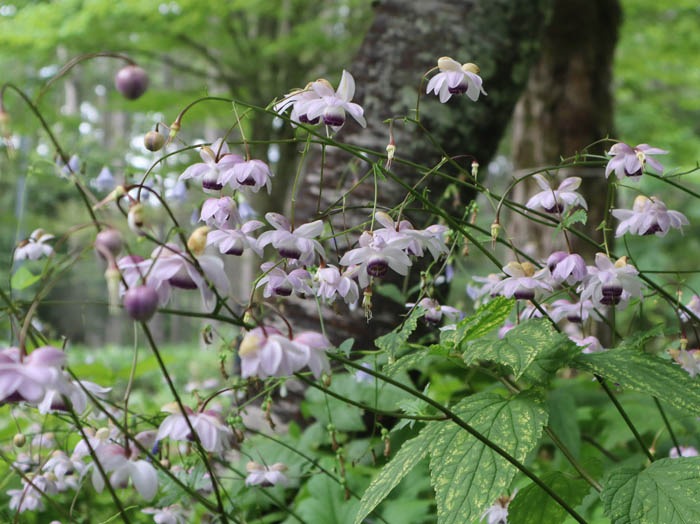 photo2レンゲショウマが満開