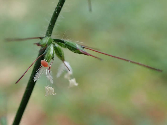 photoチヂミザサ