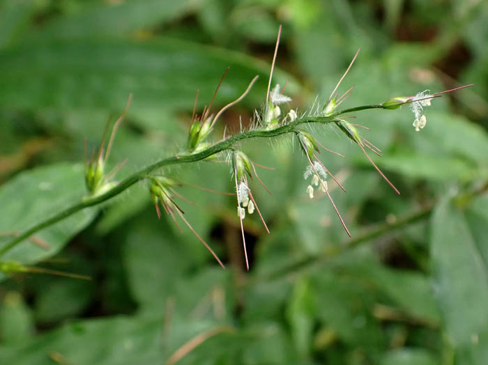 photoチヂミザサ