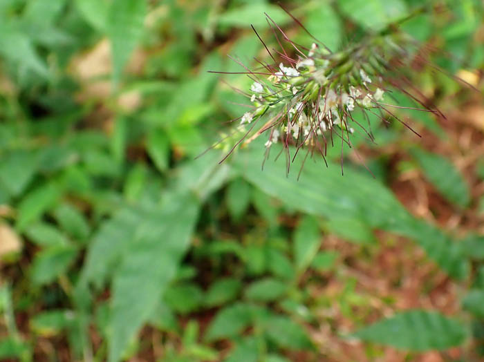 photoチヂミザサ