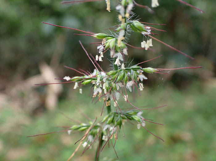 photoチヂミザサ