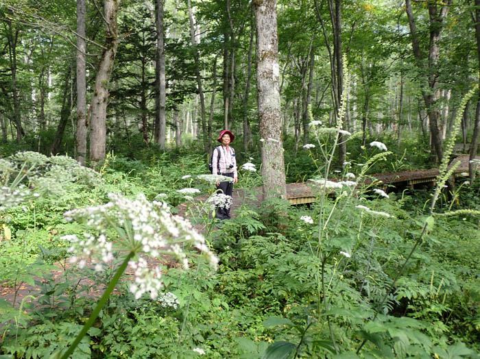 photo4湿原は白と緑