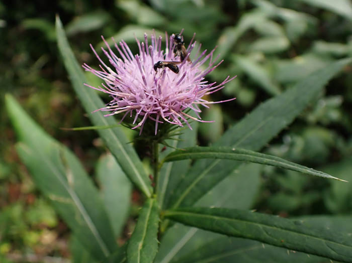 photoクサボタン