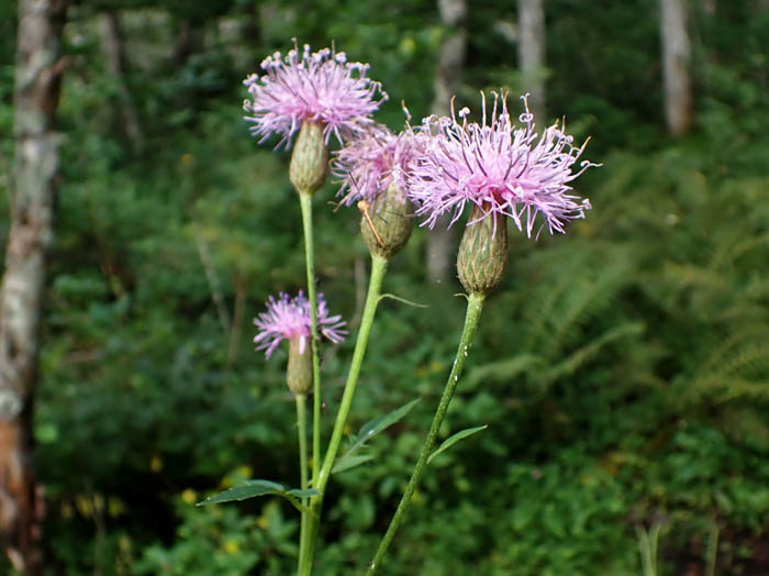 photoタムラソウ