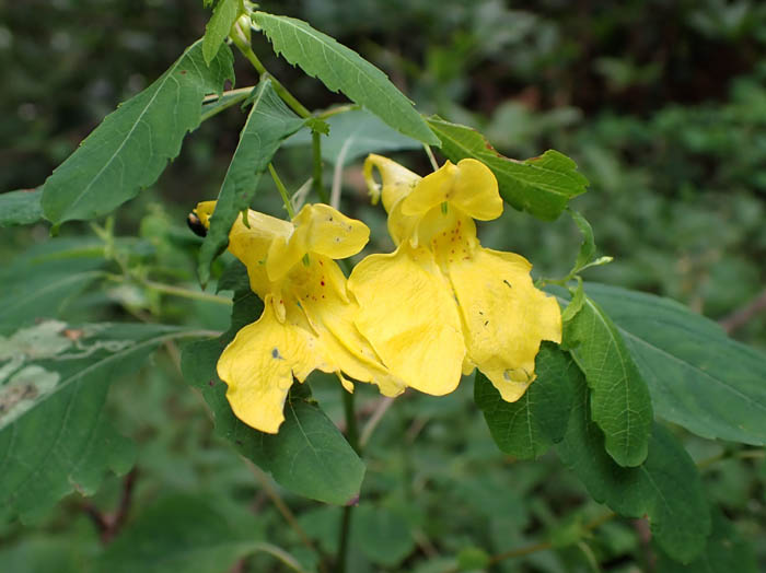 photoキツリフネ