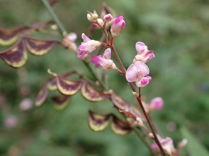 photoヌスビトハギ