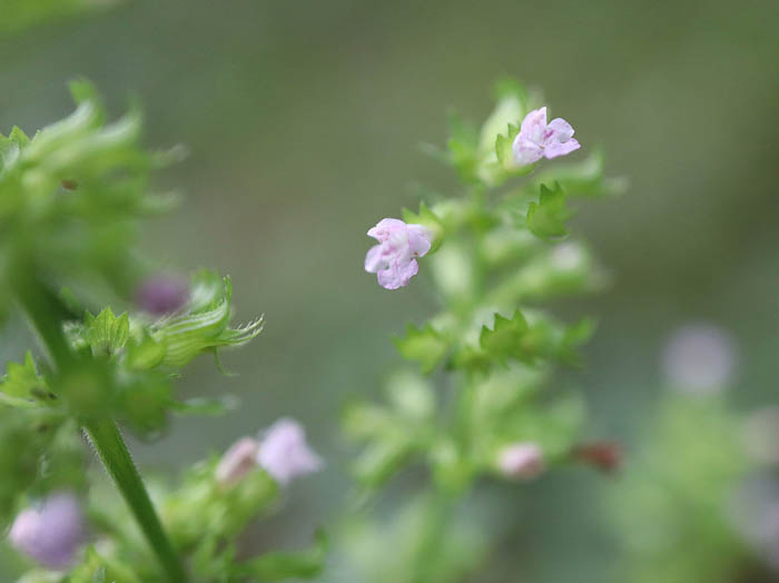 photoイヌトウバナ