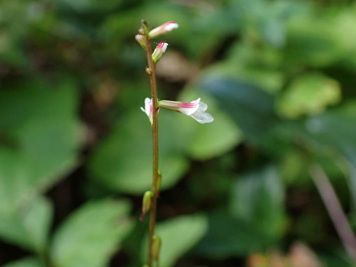 photoハエドクソウ