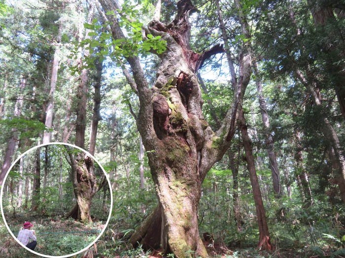 photo7オブジェのような大木