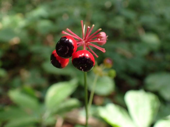 photoトチバニンジン