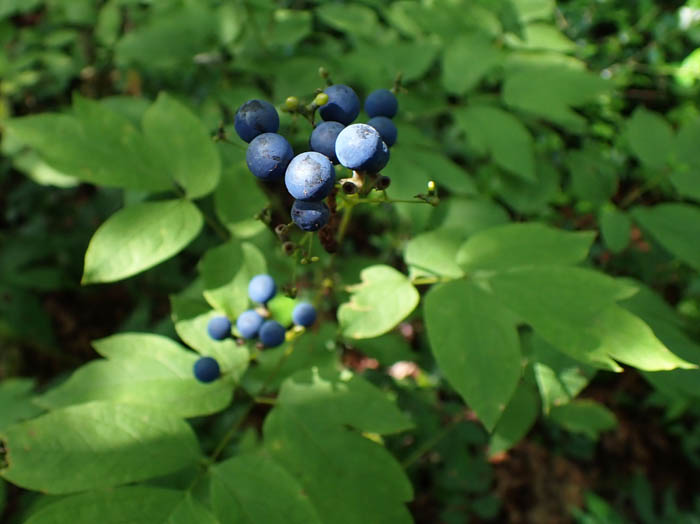 photoルイヨウボタン