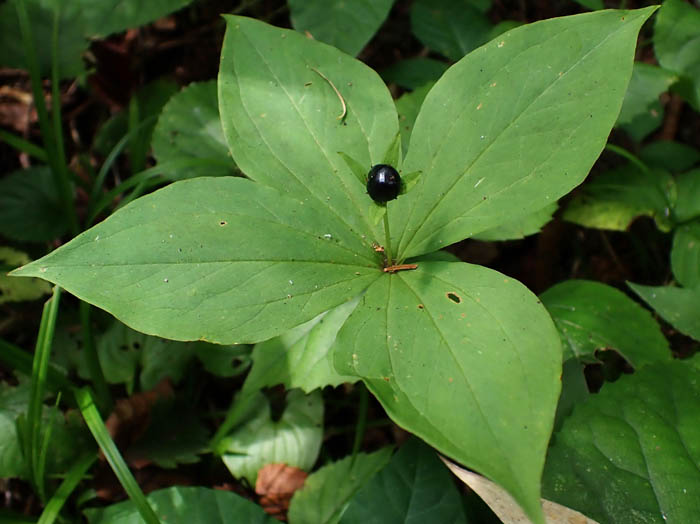 photoツクバネソウ