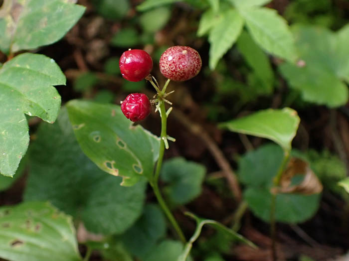 photoマイヅルソウ