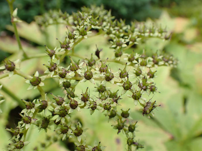 photoヤグルマソウ