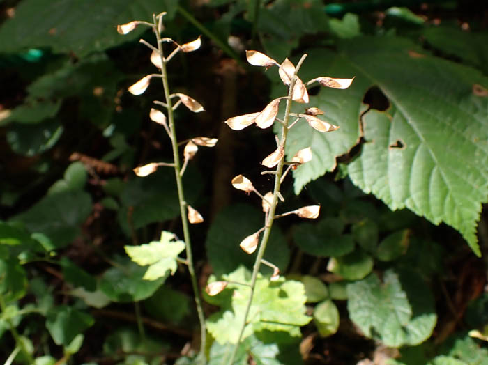 photoズダヤクシュ