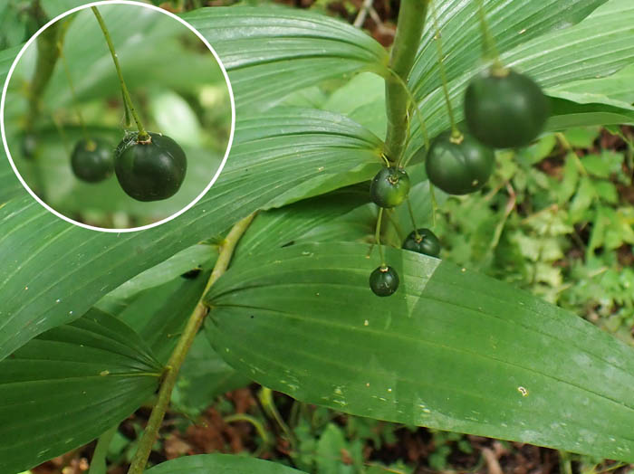 photoオオナルコユリ