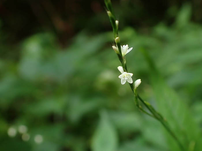 photoハナタデ：地附山