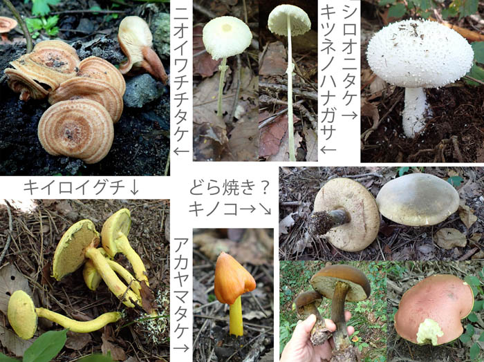 photo：10名前のわかるキノコは少ない：地附山