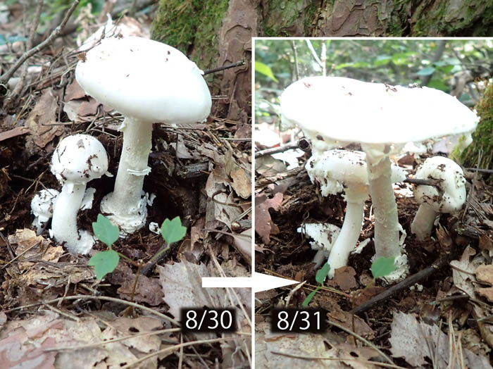 photo：11一日で傘が開いたタマシロオニタケ：地附山