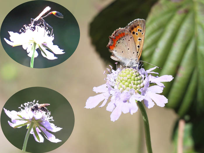 photo：12マツムシソウは人気：地附山