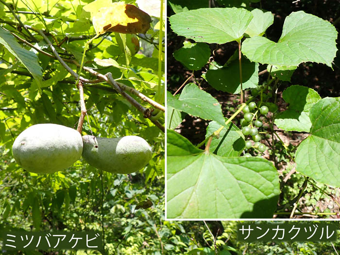 photo：14若い実サンカクヅル,ミツバアケビ：地附山