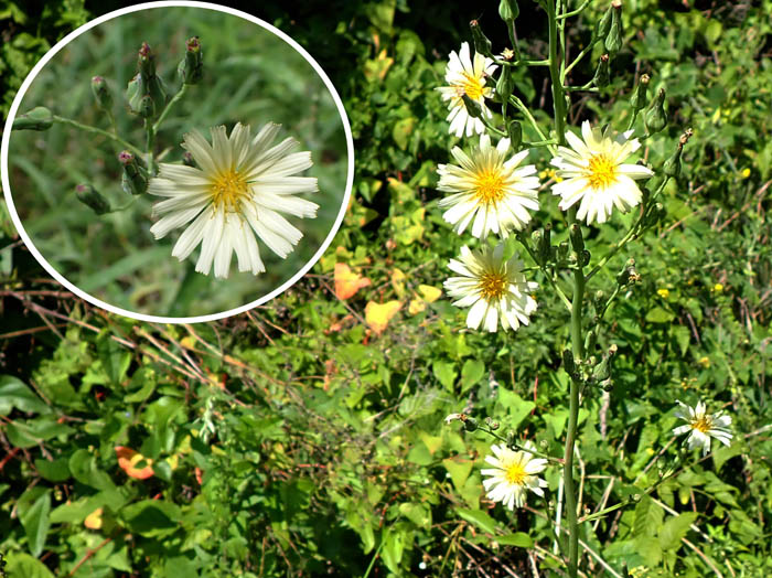 photoアキノノゲシ：地附山